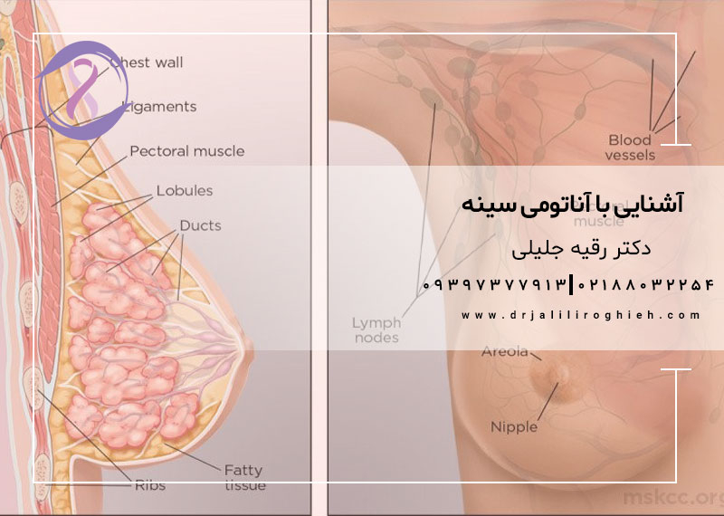 آشنایی با آناتومی سینه