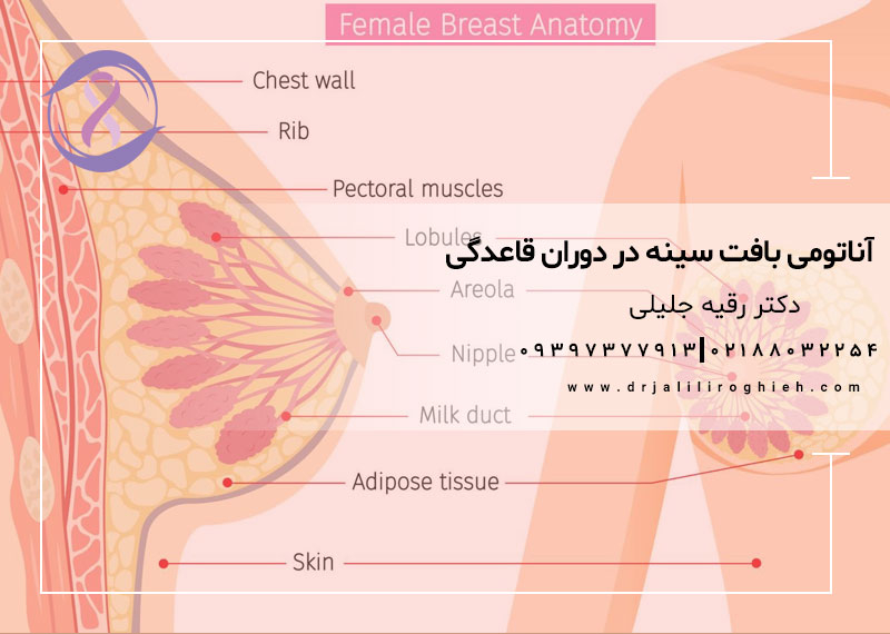آناتومی بافت سینه در دوران قاعدگی
