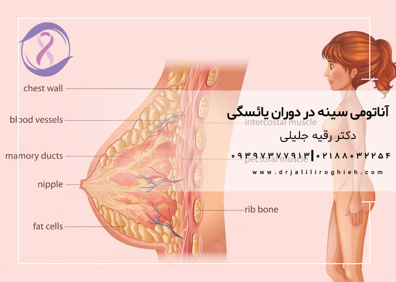 آناتومی سینه در دوران یائسگی