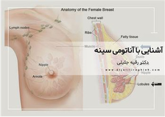 آشنایی با آناتومی سینه زنان
