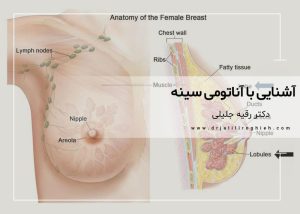 آشنایی با آناتومی سینه زنان